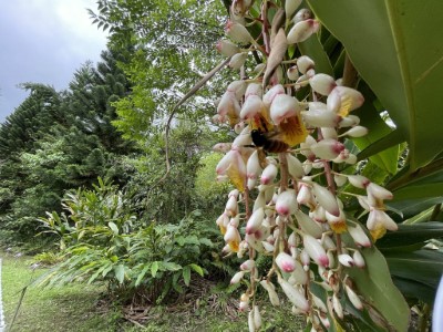 月桃花 
